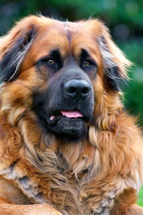 The Leonberger Is A Giant Dog Breed The Breeds Name De