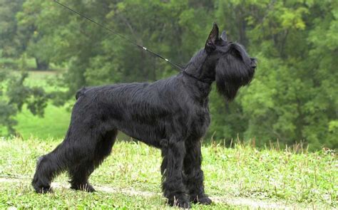 Giant Schnauzer Dog Breed Information And Facts Pictures Pets Feed