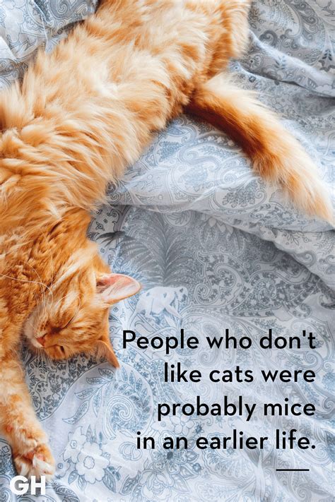 25 Quotes Only Cat Owners Will Understand