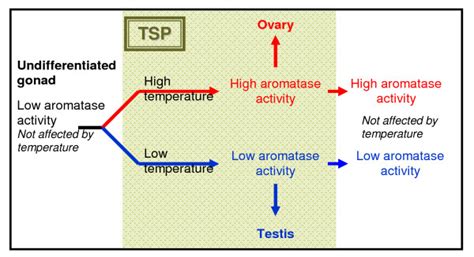 Temperature Dependent Sex Determination Aromatase Activity Levels Download Scientific Diagram