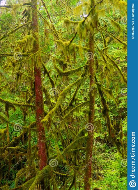 Temperate Rain Forest In British Columbia Near Vancouver Stock Image