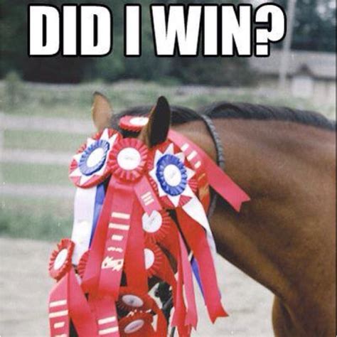 Did I Win Hahaha Horsey Humor Horse Pics Pinterest