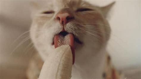 Bolehkah Kucing Makan Pisang Goreng Ini Jawabannya Faunafella