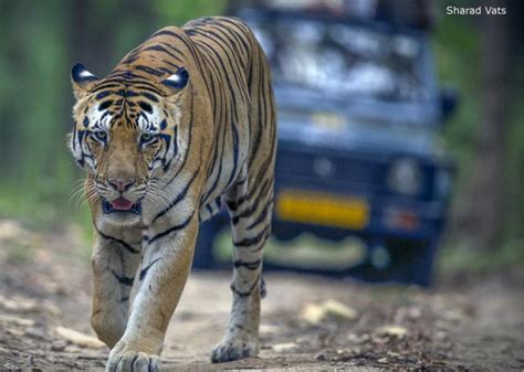 Memories Of Bandhavgarh National Park Tiger Safari Nature Safari India
