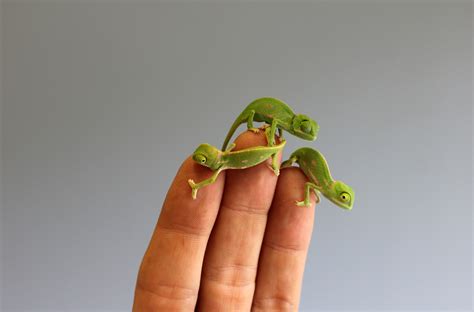These Baby Chameleons Will Provide Your Daily Dose Of Squee | HuffPost