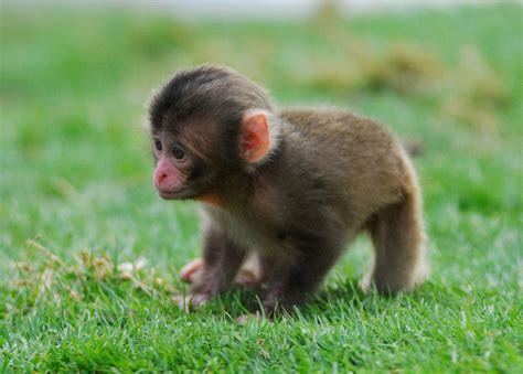 Adorable Baby Snow Monkeys Pinpoint