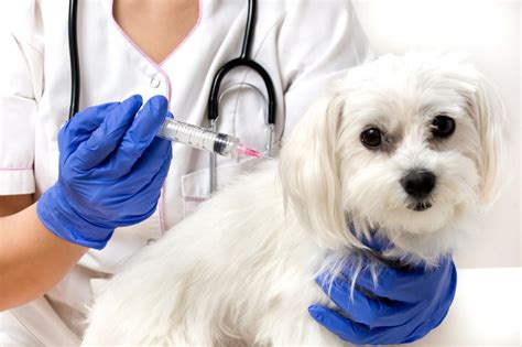 Kalendarz szczepień psa: szczepienia obowiązkowe i zalecane ...