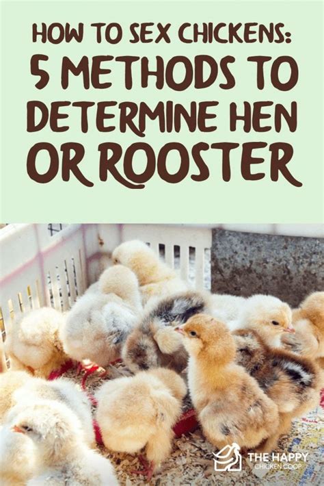 How To Sex Chickens 5 Methods To Determine Hen Or Rooster