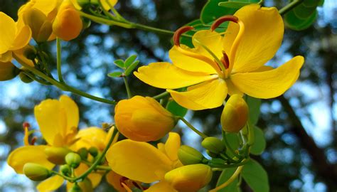 Tons of awesome hd wallpapers flowers to download for free. Yellow Flowers Wallpapers Images Photos Pictures Backgrounds