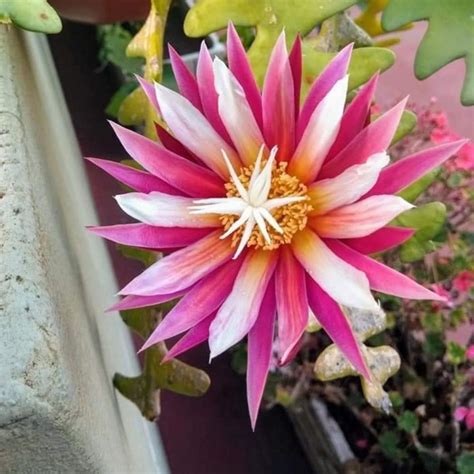 BrahmaKamal | Epiphyllum Fishbone - Plantzone