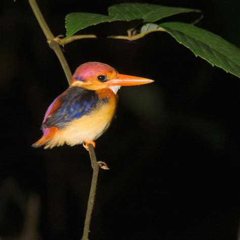 Oriental Dwarf Kingfisher Bubo Birding