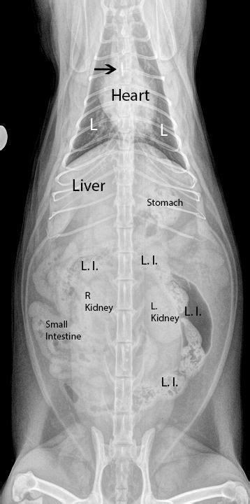 Learn How To Interpret Cat Radiographs X Rays Vet Medicine Vet