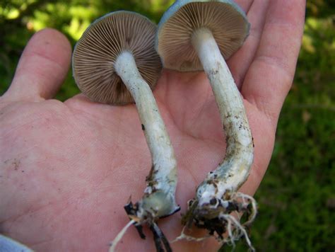 Stropharia Aeruginosa Mushroom Hunting And Identification