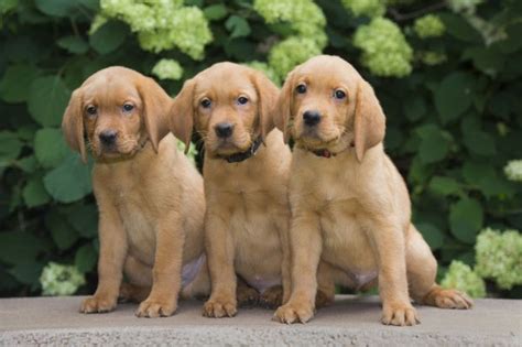 South dakota for sale by owner puppies. Balsam Branch Kennel | Fox Red Lab Puppies For Sale ...