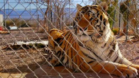 This Is Life With Lisa Ling Tiger Queens Cnn Sunday December 4 2022