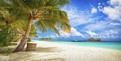 A Tropical Beach Scene With Palm Trees Sand And A Pier Stock Photo Download Image Now Istock