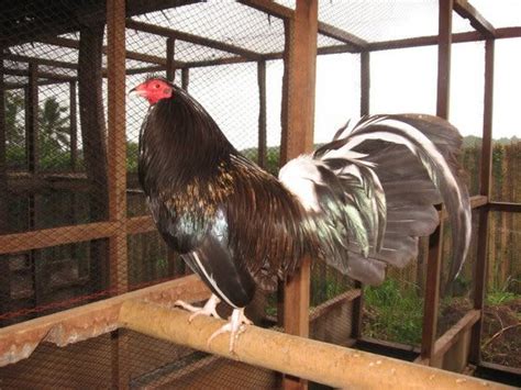 81 Best Images About Game Fowl On Pinterest Old World