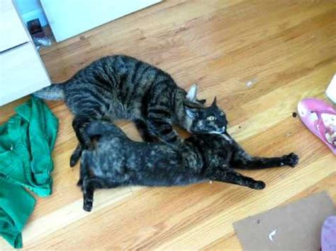 Names of males, females, babies, and groups of animals what are the males, females, babies, and groups of animals called? Fixed male cat trying to couple with female in heat ...