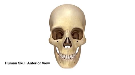 Human Skull Inferior View Stock Photo By ©sciencepics 121321048