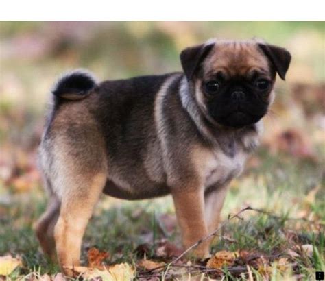 6 months old cute pug puppies available, 4months, 12 months and more. Black Pug Puppies For Sale Near Me