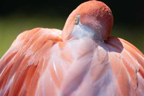 Preening Flamingo Smithsonian Photo Contest Smithsonian Magazine