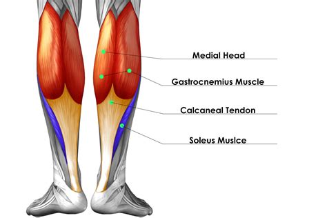 Leg Muscle And Tendon Diagram Muscles Of The Posterior Thigh