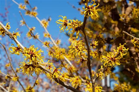 Witch Hazel That Yellow Beautiful Flowers Bloom Early Spring Stock