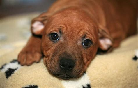 Cimurro Cane Sintomi Trattamento Prevenzione E Trasmissione