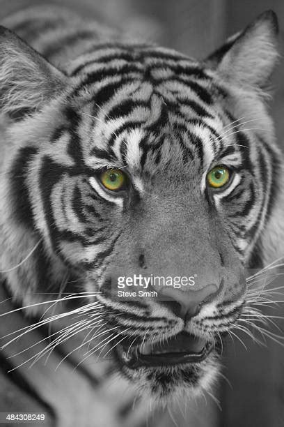 Tiger Green Eyes Photos And Premium High Res Pictures Getty Images