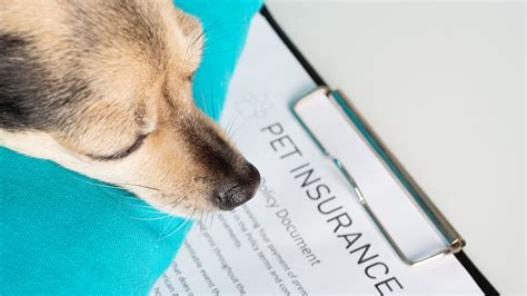 The Best Pet Insurance Companies December 2023 Your Guide To Top