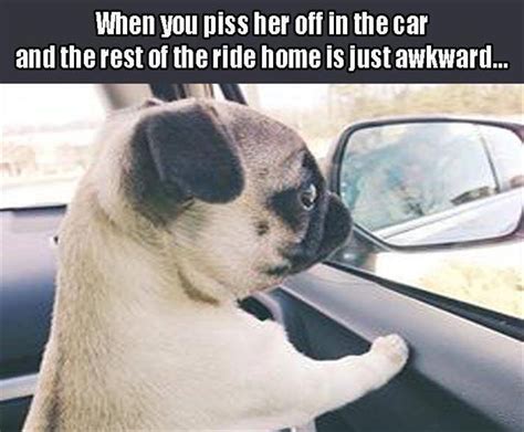 Relatables As Told By Animals Funny Gallery Ebaums World