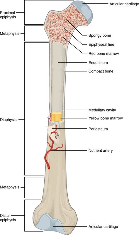 The distal ends of the radius and ulna bones articulate with the hand bones at the junction of. Compact Bone Diagram - koibana.info | Human bones anatomy ...