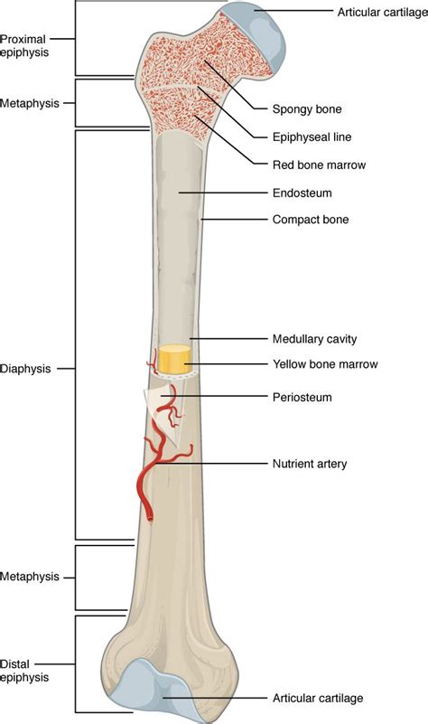 Click on the image to enlarge it. Compact Bone Diagram - koibana.info | Human bones anatomy ...