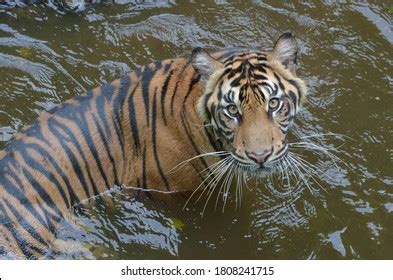 Sumatran Tiger Swimming River Close Photo Stock Photo Shutterstock