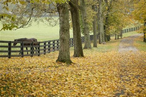 Kentucky Horse Farm Nicholasville Ky Jessamine County