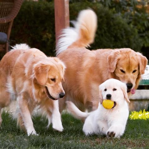 Have a puppy for sale list it here in our puppies classifieds for free, there is no fees to list your puppy ad. Adorable Golden Retriever Puppies For Sale Near Me Cheap ...