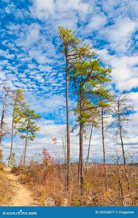High Pine Trees In Autumn Mountain Forest Stock Image Image Of Cloud