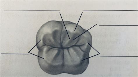 Chapter 12 Tooth Morphology Diagram Quizlet