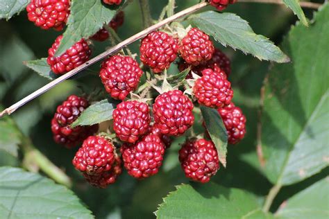 Blackberries Rubus Sectio · Free Photo On Pixabay