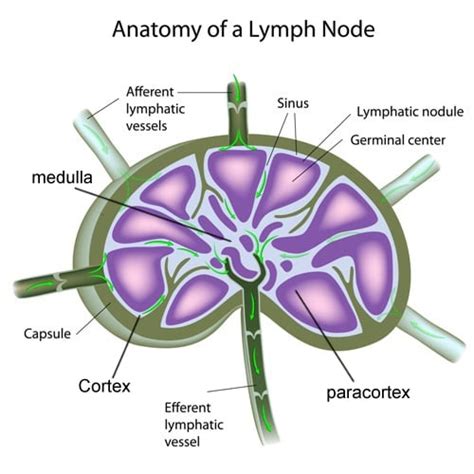 Lymphatic System Definition Function Diagram And Simple Explanation