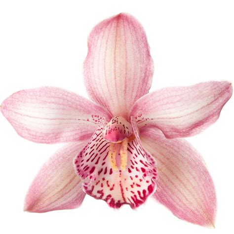 Pink Cymbidium Orchids Orchids In Bulk