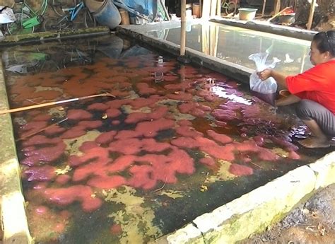 Gizinya yang tinggi tentu akan memberikan gizi yang baik pula bagi hewan ternak. Panduan Lengkap Budidaya Cacing Sutra dengan Mudah | Pak ...