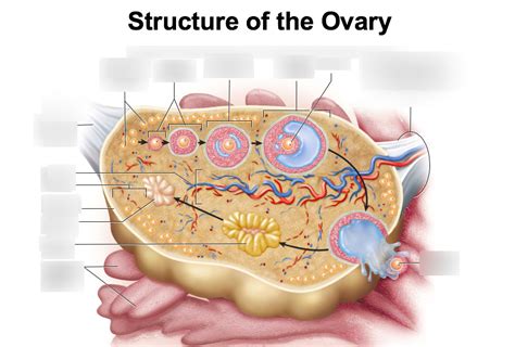 Structure Of Ovary Label Diagram Quizlet