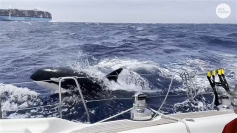 Boats Off Spains Coast Are Seeing More Killer Whales Touch Push And