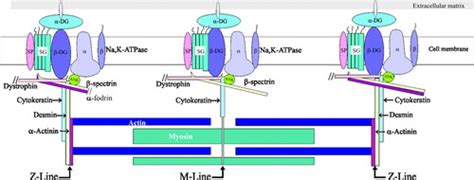 Sarcolemmal Organization in Skeletal Muscle Lacking Desmin: Evidence
