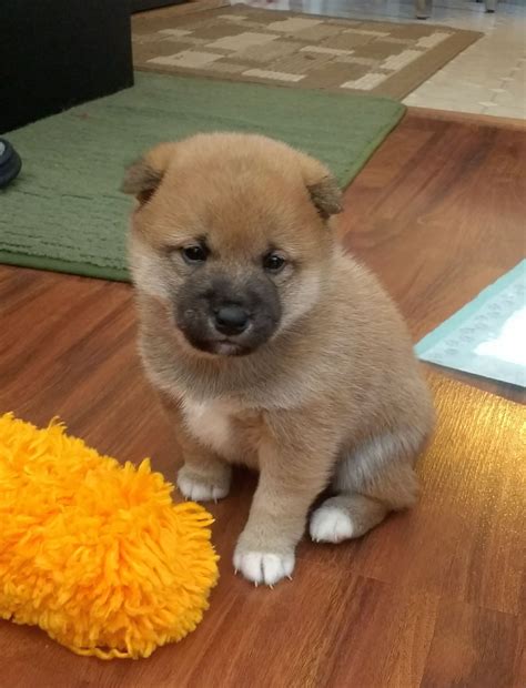 The shiba inu is a spirited, independent dog with a brilliant mind and an adorable appearance. Bjerke Shiba Inus - Puppies For Sale