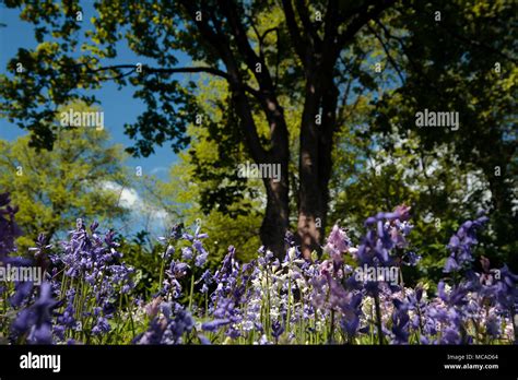 Scottish Bluebell Flowers Stock Photo Alamy