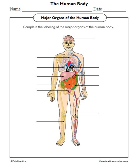 Major Organs Of The Human Body Worksheet Edumonitor