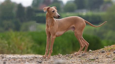 italian greyhound dog breeders guide