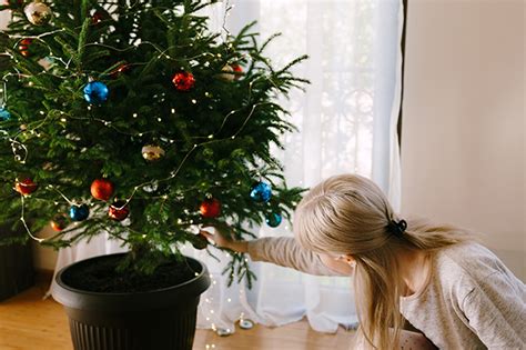 How To Care For Your Potted Christmas Tree